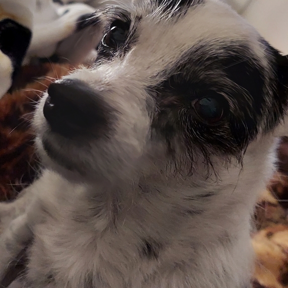 Rest In Peace - Picture 13 of 13